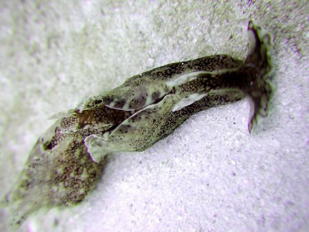 Mating sea hare. Picture taken with Olympus C-3040z and I... by Siew Ling Chang 