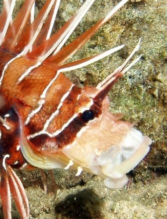 Portrait of Clearfin lionfish with its mouth open being c... by Nikki Van Veelen 