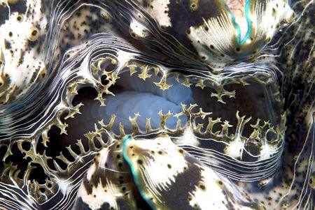 Clam in very shallow water,just of the
beach. 60mm. by Derek Haslam 