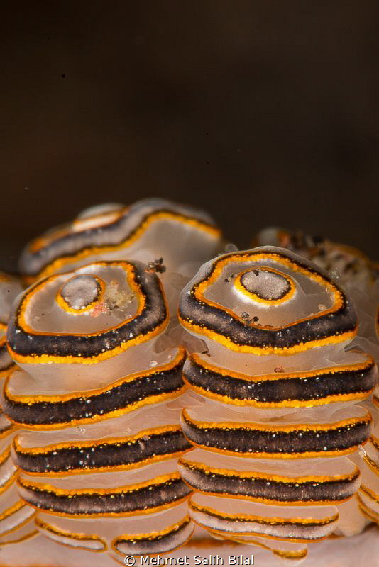 Donut (Bali style). by Mehmet Salih Bilal 