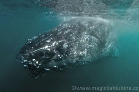 Humpback whale sleeping under the surface by Viktor Vrbovský 