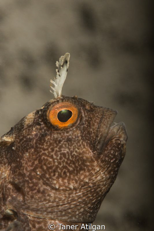 Blenny from Degirmendere by Taner Atilgan 