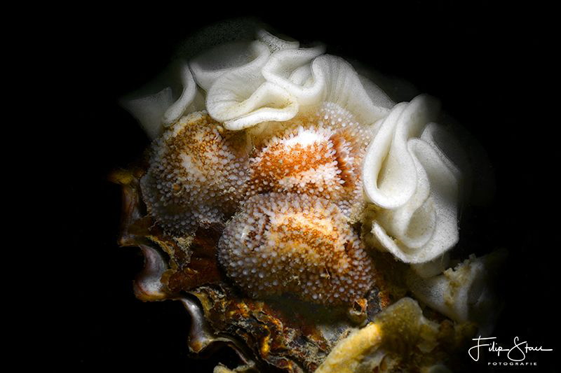 Rough-mantled doris(Onchidoris bilamellata), Zeeland, The... by Filip Staes 