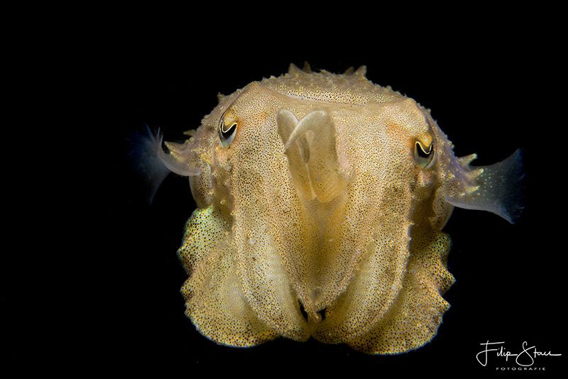 Juvenile cuttlefish, Zeeland, The Netherlands. by Filip Staes 