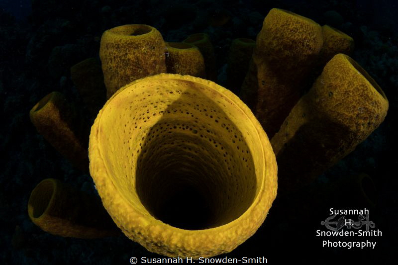 Sponges Three Different Ways! - 2 of 3
The same set of s... by Susannah H. Snowden-Smith 