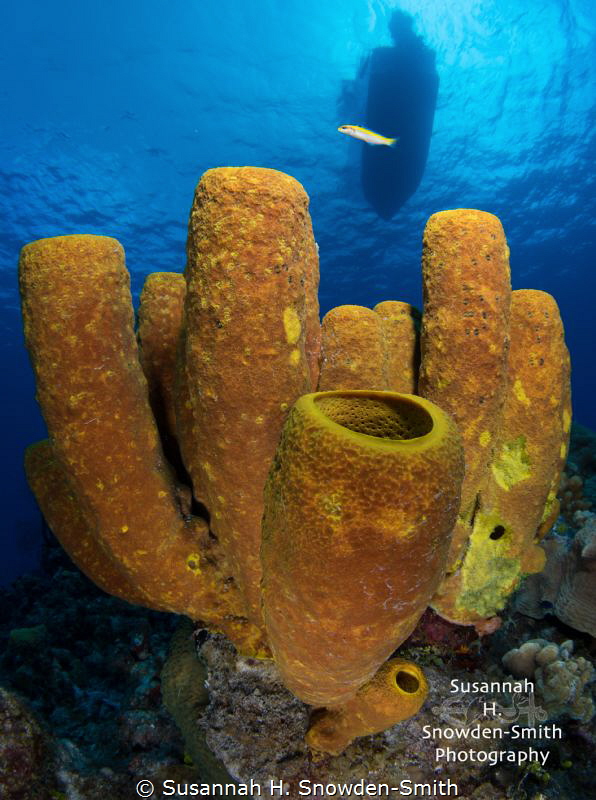 Sponges Three Different Ways! - 1 of 3
The same set of s... by Susannah H. Snowden-Smith 