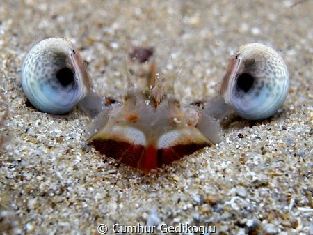 Penaeus kerathurus eyes by Cumhur Gedikoglu 