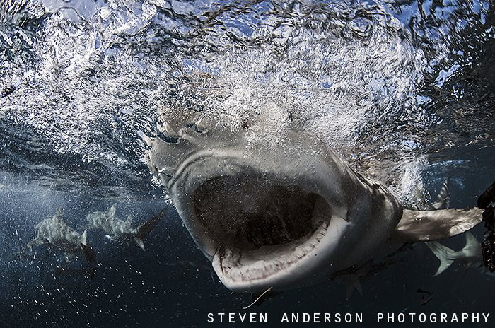 Open Wide!!!!!!  Lemon Sharks at Tiger Beach never disapp... by Steven Anderson 