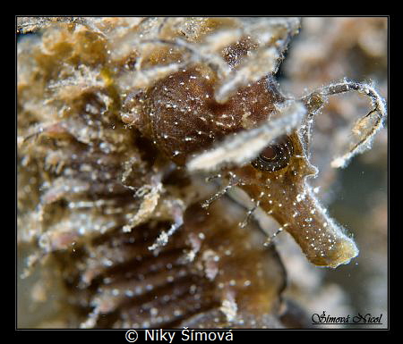 Sea horse face by Niky Šímová 