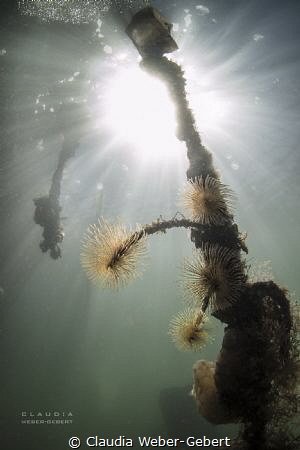 not plastic  bags , please! SOS , save our seas! by Claudia Weber-Gebert 
