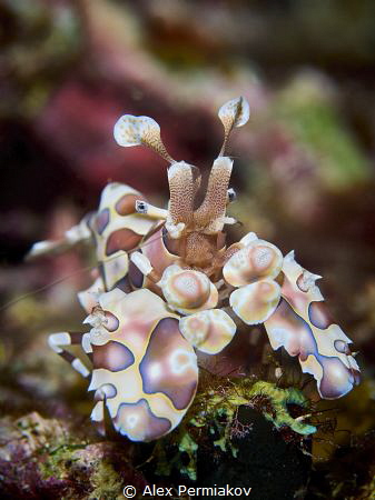 Harley shrimp by Alex Permiakov 