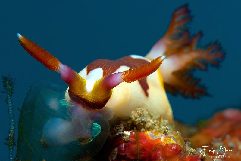 Nembrotha chamberlaini, Lembeh, Indonesia. by Filip Staes 