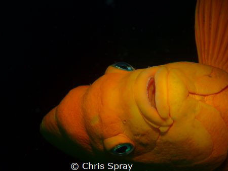 Garibaldi
Catalina by Chris Spray 