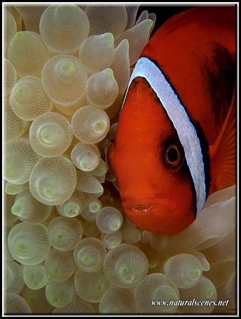 Bridled clown fish having a face rub whith his all white ... by Yves Antoniazzo 