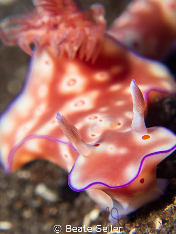 Ceratosoma by Beate Seiler 