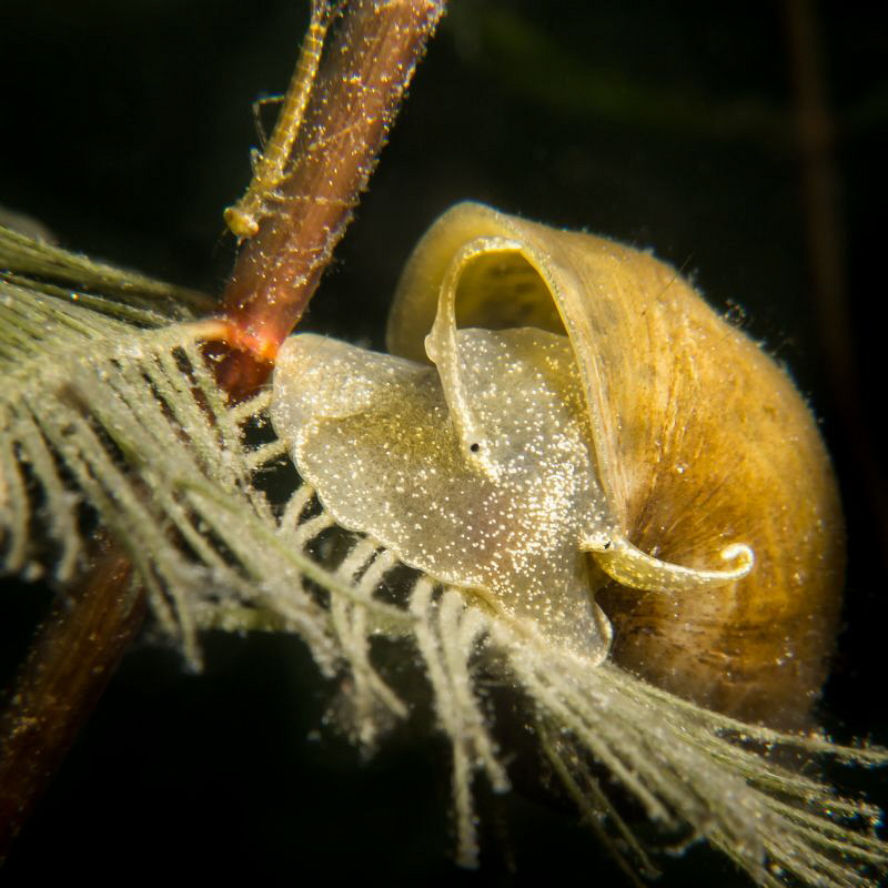 Lymnaeidae by Beate Seiler 