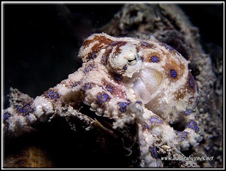 Blue ringed octopus. by Erika Antoniazzo 