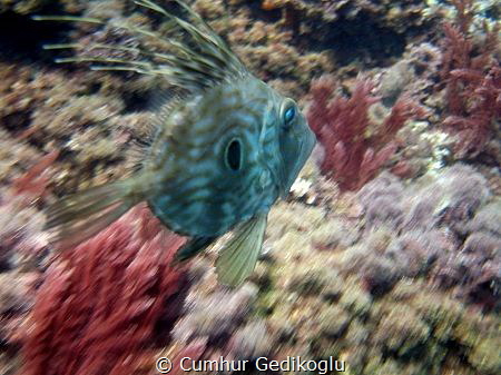 Zeus Faber
Speedy John Dory by Cumhur Gedikoglu 