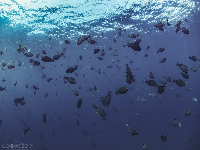 It is hard to do justice to thousands of fish, but it was... by Gemma Dry 