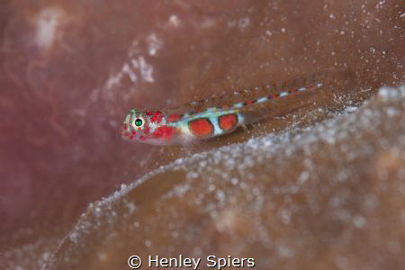 Orangesided Goby by Henley Spiers 