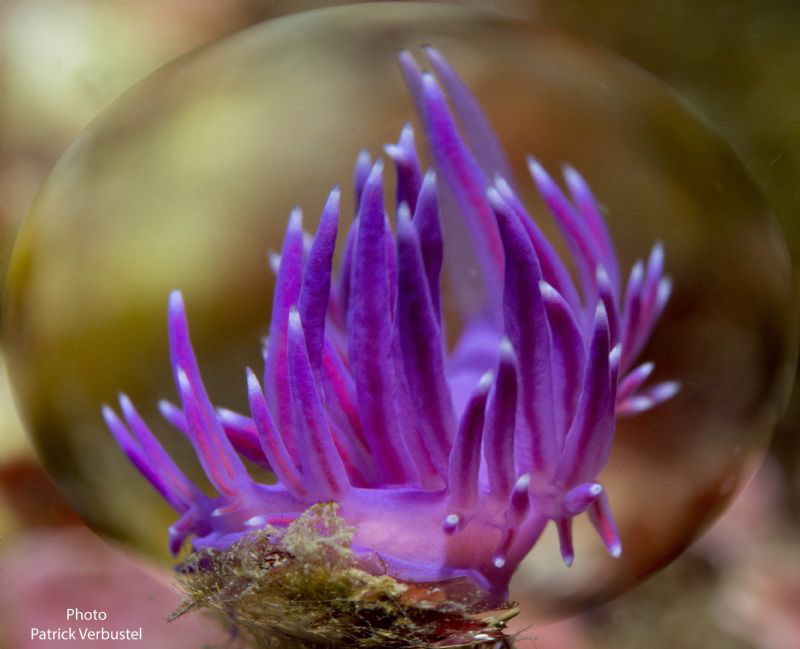 Flabellina Spain by Patrick Verbustel 