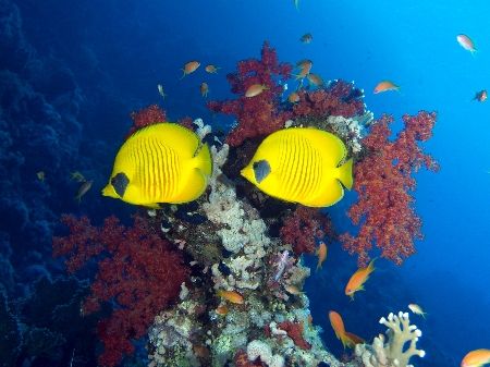 Masked butterfly fish taken at Yolanda Reef, Ras Mohamed ... by Nikki Van Veelen 