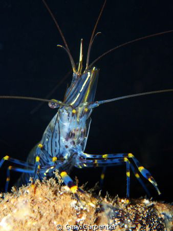 Common prawn (Palaemon serratus) - Picture taken in Kenma... by Gary Carpenter 