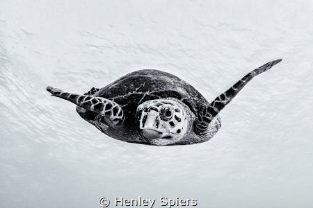 Turtle Portrait by Henley Spiers 