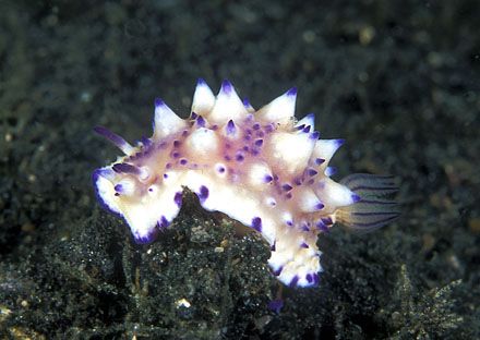 Nudibranch in lembhe street
Nikon F90x in igloo housing ... by Marchione Giacomo 