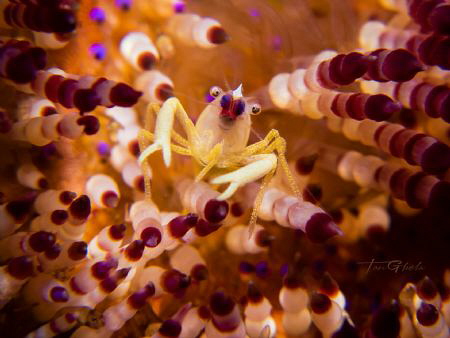 PASSENGER
Brook's Urchin Shrimp ( Allopontonia brooki ) by Ton Ghela 