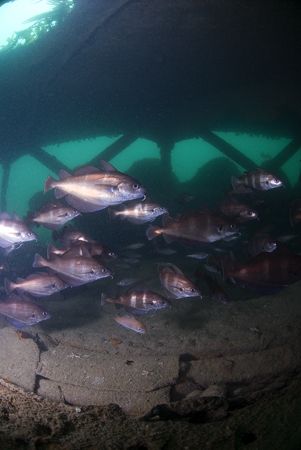 Bib inside the wreck of the Kantoeng.
Devon. 10.5mm. by Derek Haslam 