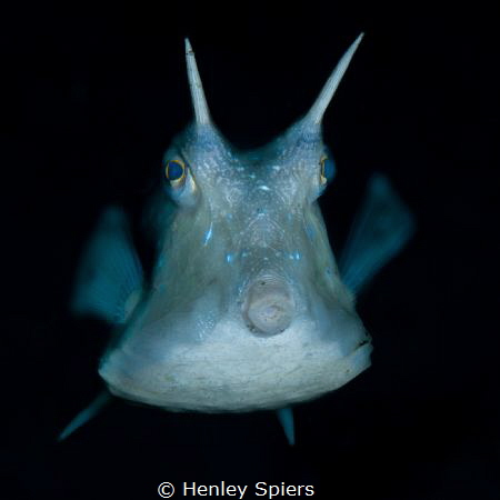 Underwater Dragon by Henley Spiers 