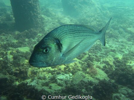 Sparus aurata by Cumhur Gedikoglu 