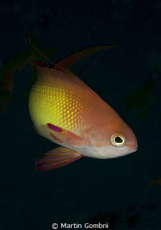 Male Anthias on Mafia Island by Martin Gombrii 