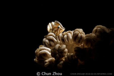 Just one glance by Chun Zhou 