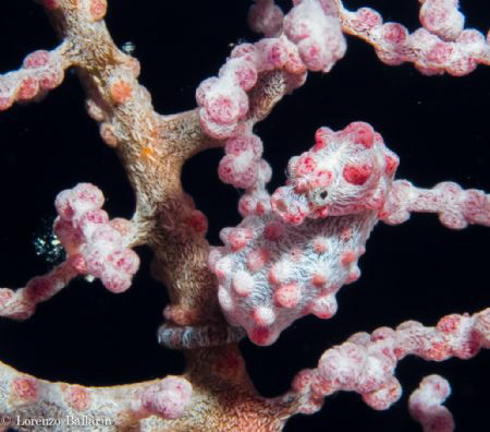 Pygmy Seahorse by Lorenzo Ballarin 