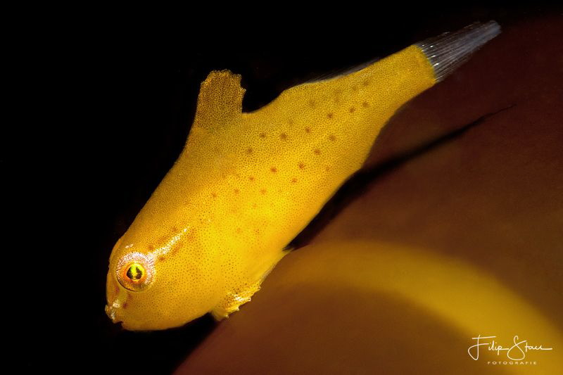 Juvenile Lumpsucker (1/2 inch), Zeeland, The Netherlands. by Filip Staes 
