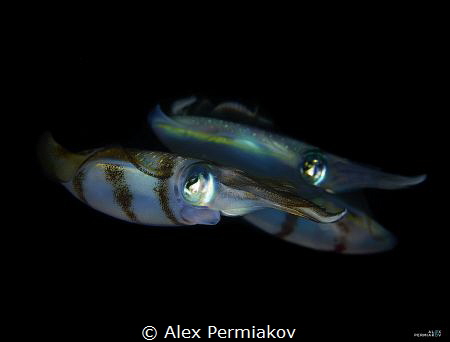 Squad of squids by Alex Permiakov 