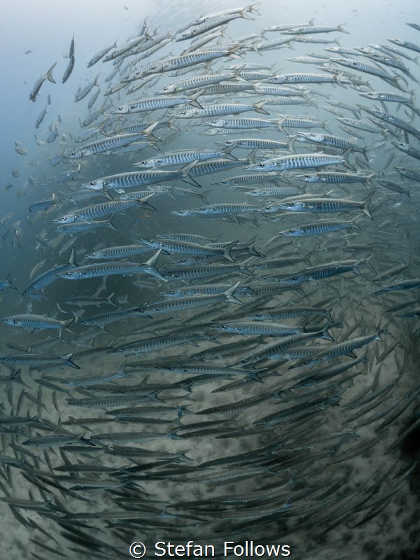 Spin

Chevron Barracuda - Sphyraena qenie

Sail Rock,... by Stefan Follows 