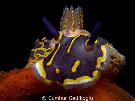 Hypselodoris picta by Cumhur Gedikoglu 