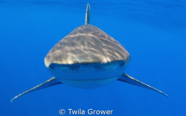 Lovely encounter with longimanus 10years ago when they we... by Twila Grower 