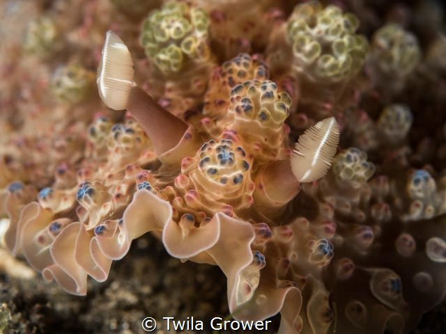beauty by Twila Grower 