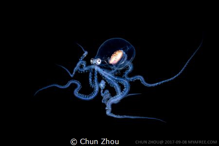 I am a real octopus(Macrotritopus) than a Alien. by Chun Zhou 