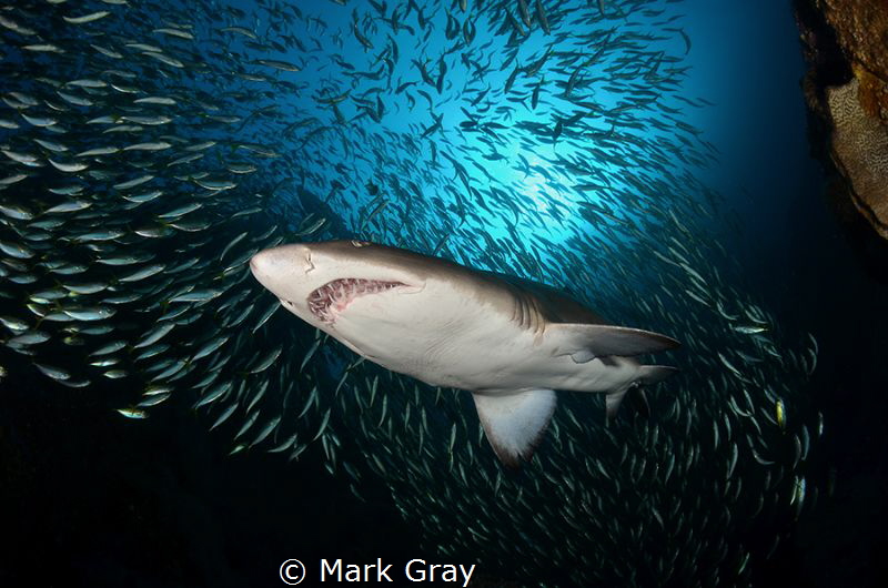 GNS at Fish Rock by Mark Gray 