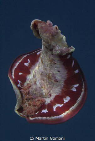 Spanish dancer swimming by Martin Gombrii 
