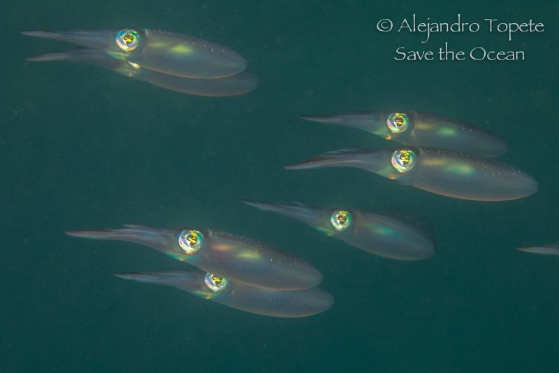 family Squid, Veracruz México by Alejandro Topete 