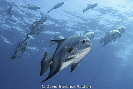 atlantic spadefish swimming 2/3 by David Sanchez Pachon 