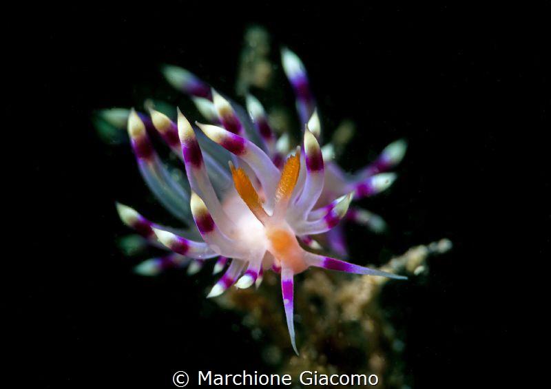 Flabellina. Lembeh strait.
Nikon D800E, 105 macro , snoo... by Marchione Giacomo 