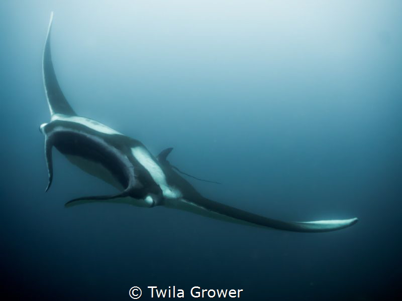 The day I sobbed underwater. Such a magical experience wi... by Twila Grower 