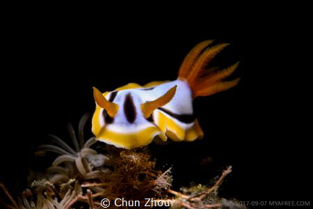 A common Nudi with nice portrait shot by Chun Zhou 